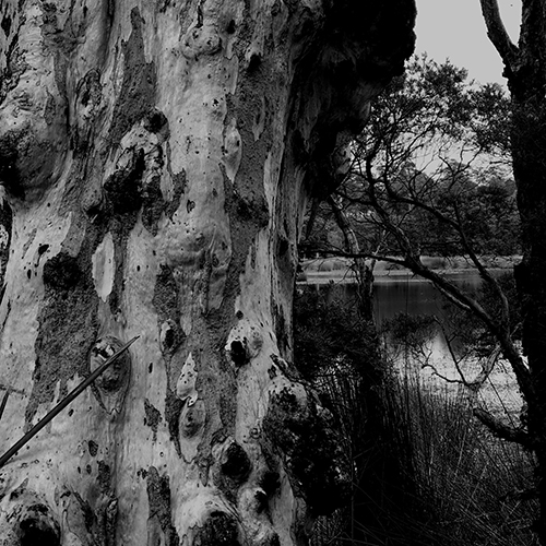 An old eucalypt, covered in burls, seen in foreground, resides at water's edge of the revered Glenbrook Lagoon, peeking through the background. An old eucalypt, covered in burls, seen in foreground, resides at water's edge of the revered Glenbrook Lagoon, peeking through the background.
